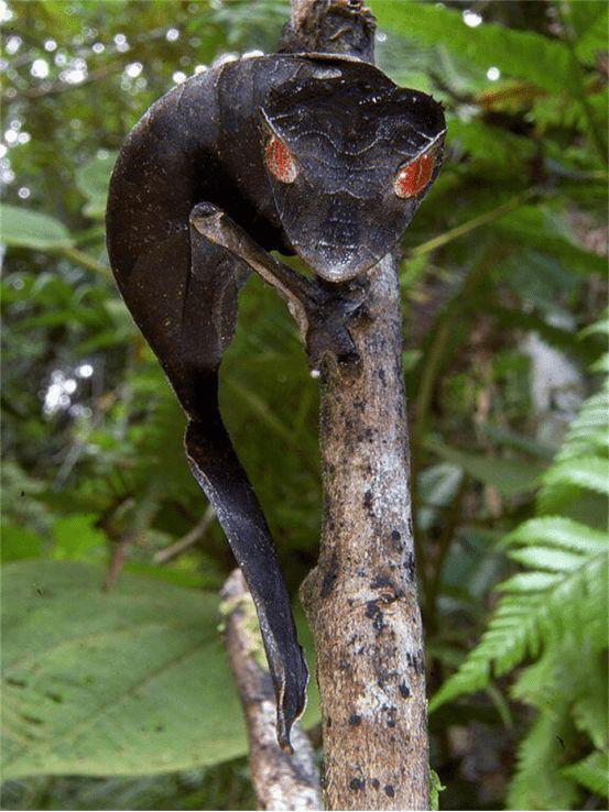 手枪虾、猫毛虫、鸭嘴兽！30个神奇动物让你大涨姿势