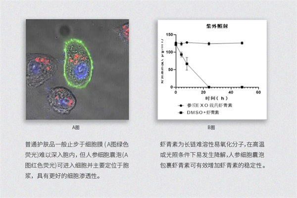 霍普金斯科学家发现抗老捷径，她境人参泡泡创造细胞抗衰里程碑