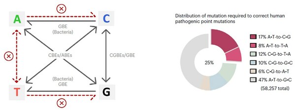 邦耀生物团队Nature Biotechnology发文，开发出精准高效的腺嘌呤颠换编辑器"ACBEs"，完成碱基编辑器最后一块拼图