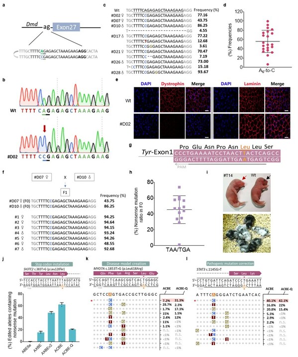 邦耀生物团队Nature Biotechnology发文，开发出精准高效的腺嘌呤颠换编辑器"ACBEs"，完成碱基编辑器最后一块拼图