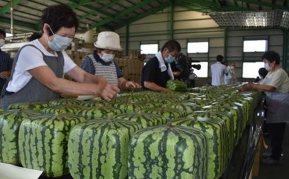 单个售价1万日元！日本方形西瓜开始出售：不适合食用