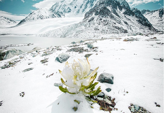 李白结缘天山雪莲：青莲居士的精神退路