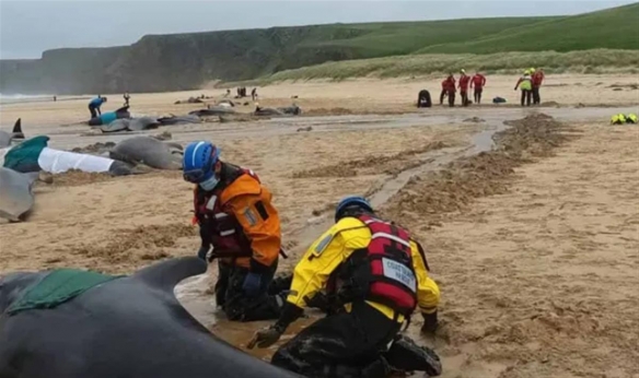 苏格兰海滩超50头鲸鱼集体搁浅死亡 最终原因不明！