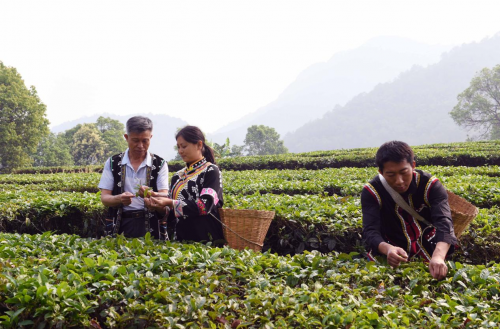 “守艺人”大国茶匠李兴昌 用双手留住氤氲茶香 ——记普洱贡茶第八代传承人、中国当代杰出非物质文化遗产传承人 李兴昌