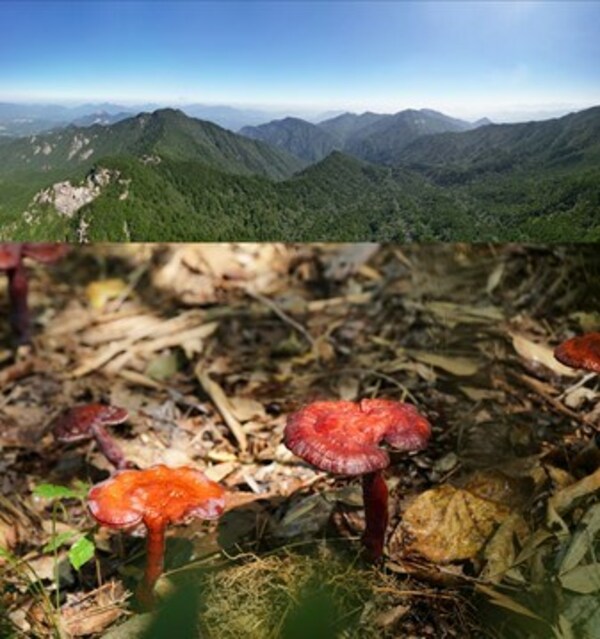 无限能溯源大别山道地灵芝