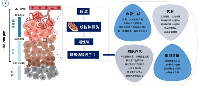 调控肿瘤细胞重编程，安罗替尼全新出击