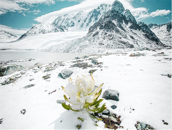 关于天山雪莲，你不知“道”的那些事儿