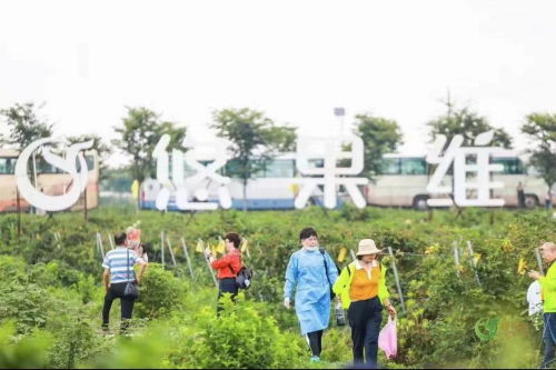 中国黑莓采摘节发起者——悠果维重塑新国货