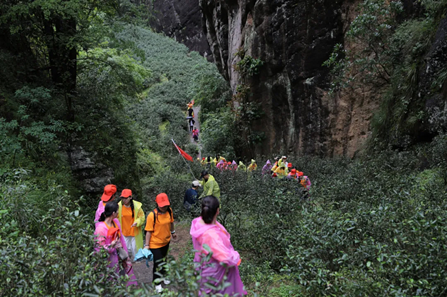 龙游武夷·寻茶山水间│2024龙叙堂精英团队武夷山寻茶研学之旅