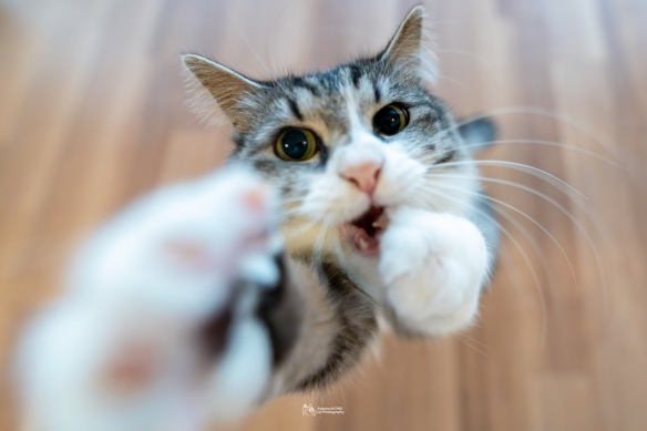 蠢萌一瞬，猫含量惊人！日本小哥拍摄超可爱猫猫写真