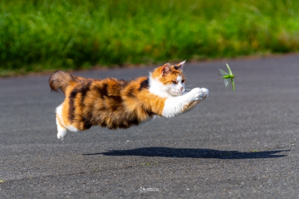 蠢萌一瞬，猫含量惊人！日本小哥拍摄超可爱猫猫写真