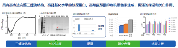 锚定“功效型护肤品” ——金盛医疗探索重组胶原蛋白应用新路径