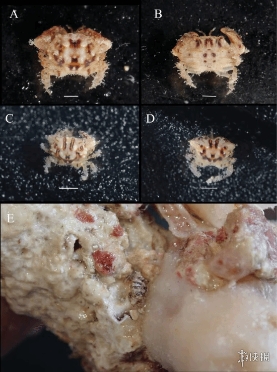 南海新螃蟹被科学家用《英雄联盟》英雄提莫命名