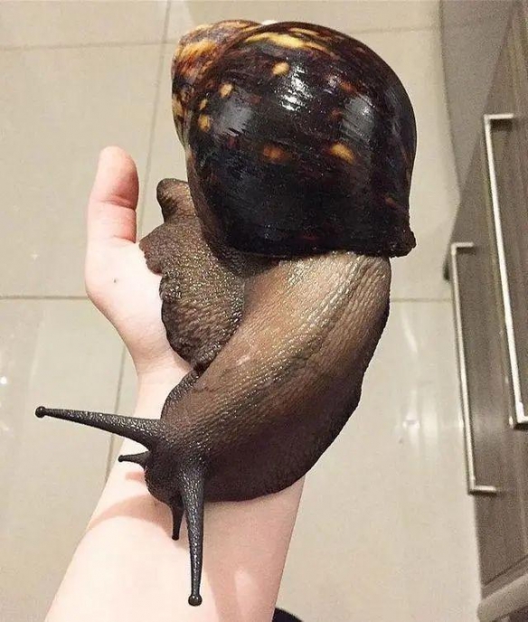 这个蜗牛比手腕粗！25个令人毛骨悚然的“巨大”事物