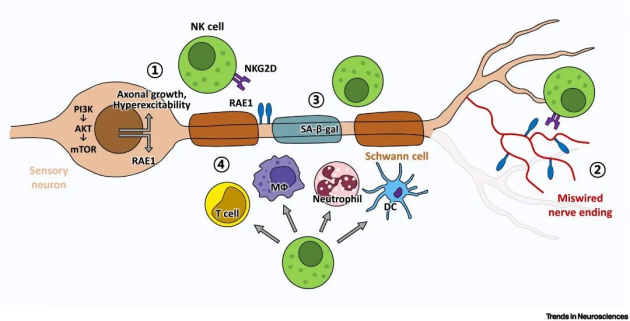 细胞大作战！易文赛携手NK细胞守护你的免疫健康